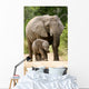 African Elephant 