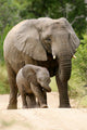 African Elephant 
