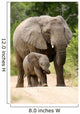 African Elephant 
