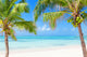 Tropical beach with coconut palms and transparent waters 