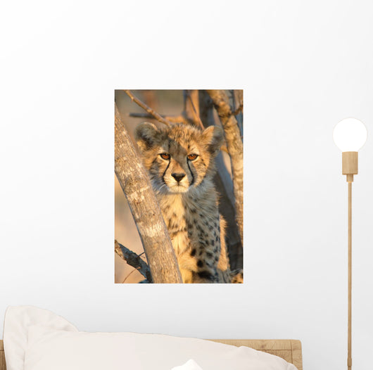 Young Cheetah 