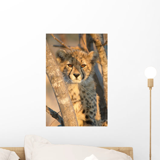 Young Cheetah 