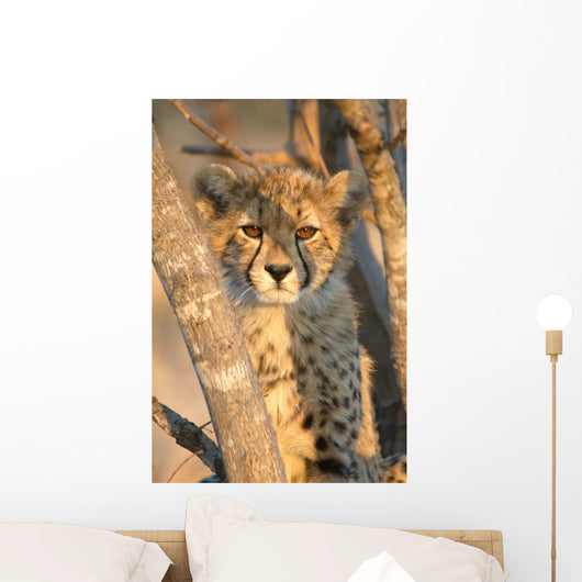 Young Cheetah 