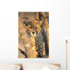 Young Cheetah 