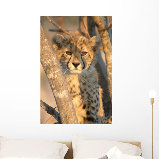 Young Cheetah 
