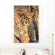 Young Cheetah 