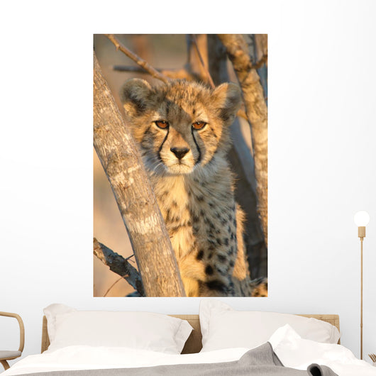 Young Cheetah 