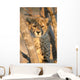 Young Cheetah 