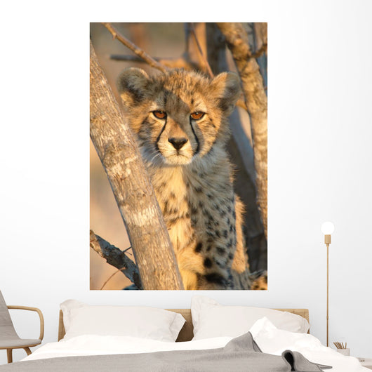 Young Cheetah 