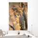 Young Cheetah 