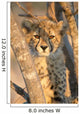 Young Cheetah 