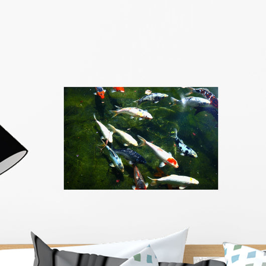 koi fish pond Wall Mural