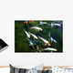 koi fish pond Wall Mural