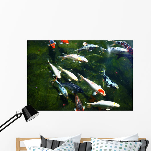 koi fish pond Wall Mural