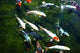 koi fish pond Wall Mural