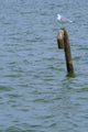 A Tern Standing on a Metal Pole 