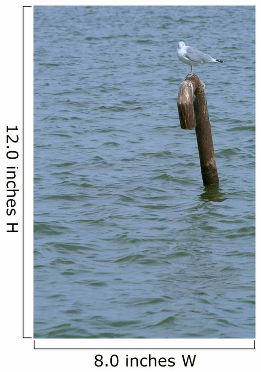 A Tern Standing on a Metal Pole 