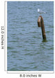 A Tern Standing on a Metal Pole 