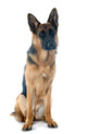 German Shepherd Wall Decal