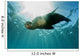 Sea Lion Underwater Looking at You 