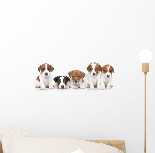Jack Russel terrier puppies. Group portrait 