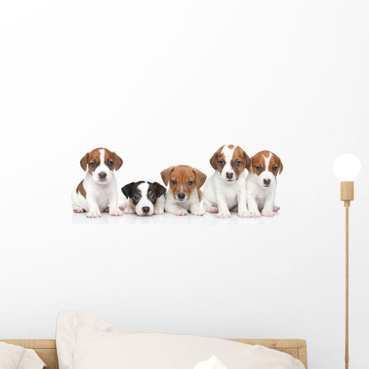 Jack Russel terrier puppies. Group portrait 