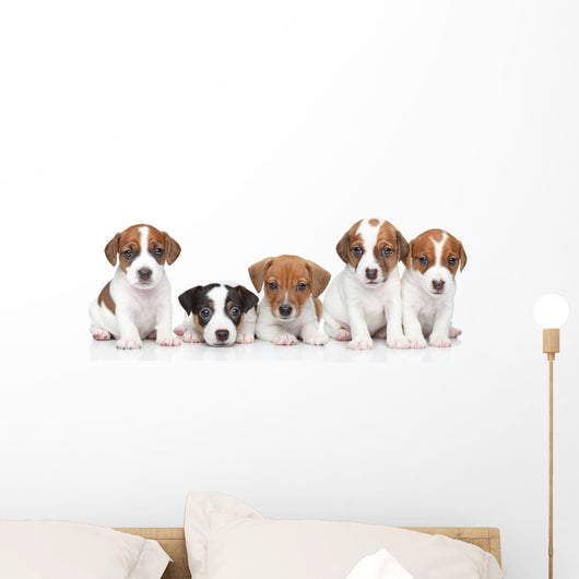 Jack Russel terrier puppies. Group portrait 