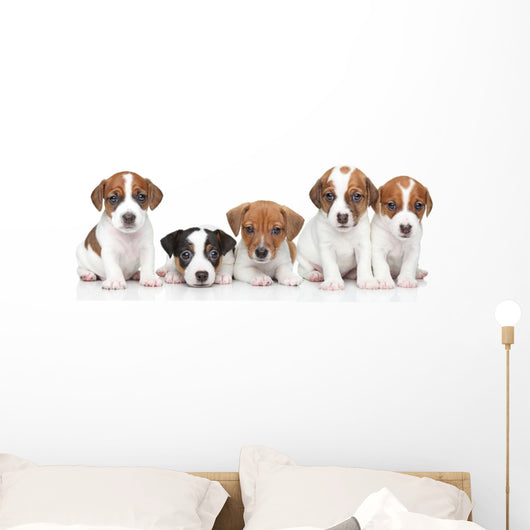 Jack Russel terrier puppies. Group portrait 