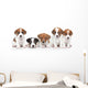 Jack Russel terrier puppies. Group portrait 