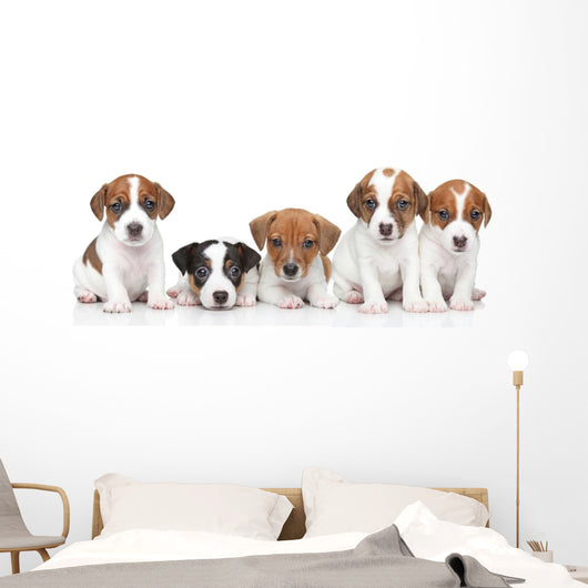 Jack Russel terrier puppies. Group portrait 