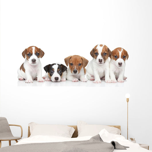 Jack Russel terrier puppies. Group portrait 