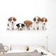 Jack Russel terrier puppies. Group portrait 