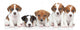 Jack Russel terrier puppies. Group portrait 