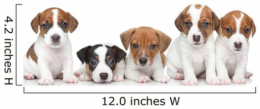 Jack Russel terrier puppies. Group portrait 