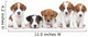 Jack Russel terrier puppies. Group portrait 