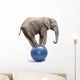 African Elephant on a Blue Ball Wall Decal