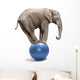 African Elephant on a Blue Ball Wall Decal