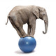 African Elephant on a Blue Ball Wall Decal