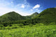 Summer Green Hills Wall Decal Design 2