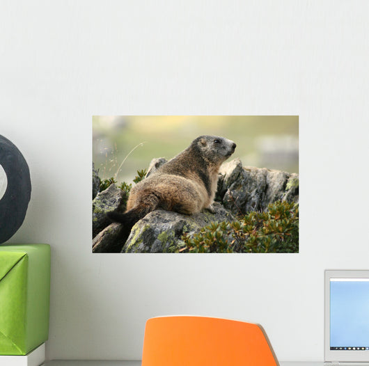 Marmot Wall Mural