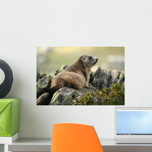 Marmot Wall Mural