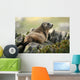 Marmot Wall Mural