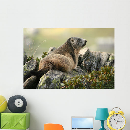 Marmot Wall Mural