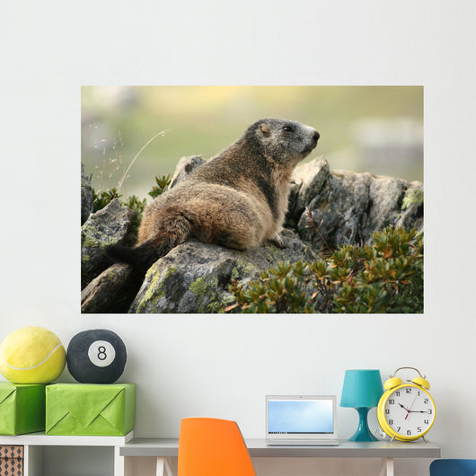 Marmot Wall Mural