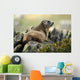 Marmot Wall Mural