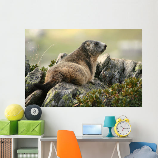 Marmot Wall Mural