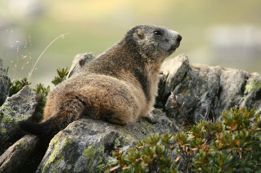Marmot Wall Mural