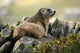 Marmot Wall Mural