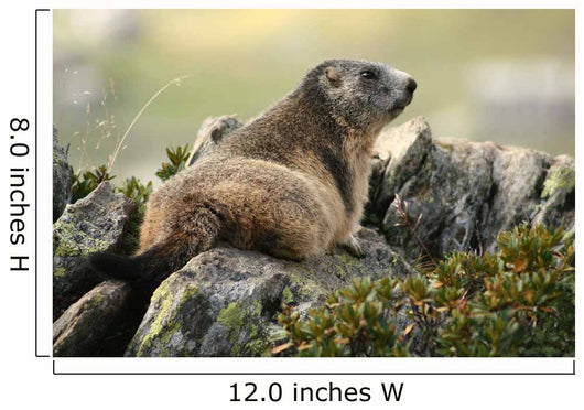 Marmot Wall Mural