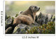 Marmot Wall Mural